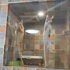 These extremely tall looking cats...