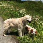 Taking your dogs for a walk... in Switzerland