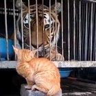 Convinced house cats don't fear anything