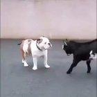 This goat with its mighty head butting display...