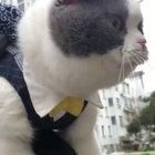 Cast kinda sounds like Bill Cosby