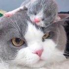 I haven’t slept in 38 hours, but go ahead and make another cute video