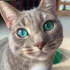 Those emerald eyes! 👀😍