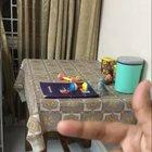 Teaching small parrot new trick