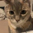 How dare you laugh at your master