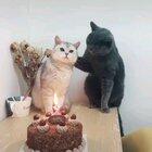 Two cats and a birthday.