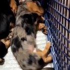 Doggo having a bad dream and then...