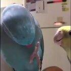 Birdo gets a tall bf 🤗