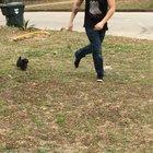 Lil Ophelia’s run is 50% bounce