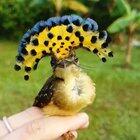 🔥 Royal Flycatcher 🔥