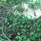 Came across this cute sneezing hedgehog while out in the woods