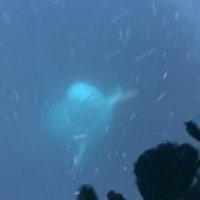 🔥 Beluga whale saves an iPhone from the sea in Norway