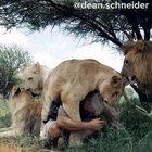 Man sees his lion pride again after 2,5 weeks