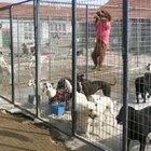 Dog who say the joke Vs dog who said it louder.