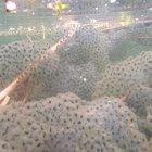 A horror movie beneath the surface