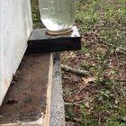 Just a Bee, hangin out