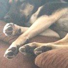 My dog making faces while he dreams 😂