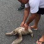 Helping a sloth cross the street