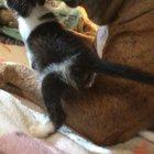 I was worried how our 75lb pit bull would behave with our newly rescued kitten.