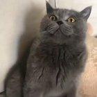 X-Post from r/ThisIsMyLifeMeow; OP is u/KevlarYalmulke