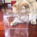 Bamboozled by a butterfly