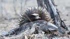 A shy echidna wearing a leaf hat