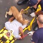 Nothing will stop this dog from protecting his owner