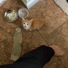 Our anemic kitten waiting for her special food prep aka, hungry kitten dance.