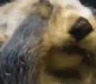 Sea Otter squishing his tiny face!