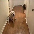 Good girl goes from confused to ecstatic upon discovering what a dog wheelchair can do for her.