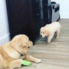 Puppy Stealth training