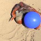 Octopus playing with ball