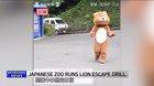 Japanese Zoo runs Lion escape drill while lions watch from their enclosure