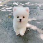 If you're a DOG LOVER, this video can make your day! Aww too cute!💗