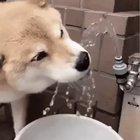 doggo drink , doggo happy