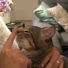 My rescue cat allows me to help him groom