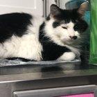 Caught this asshole on top of the freezer today