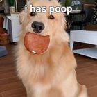 Good boy gets confused by a fart toy