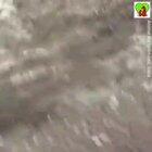 What a rescue, good thing Animal Aid was able to respond so quickly after the dog called for help.