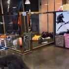 This high ambitious raccoon