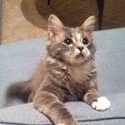 Buddy gets a little too excited sometimes