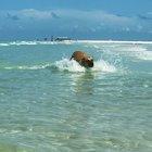 Florida beach dog