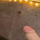 Wasp are fucking evil