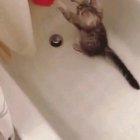 The not so heavyweight champion