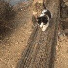 Purrfect day for a hike on the Pacific Coast