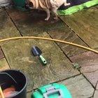 A pug with hidden talents