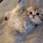 itty bitty little kitty