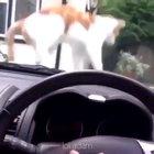Jerk cat bullying poor driver gets what he deserves