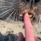 SeAl ViCioUsLy EaTs HuMaNs FiNgEr