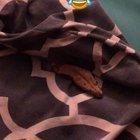 Snake therapy. Treat yo self 😂